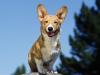 Grinning Corgi